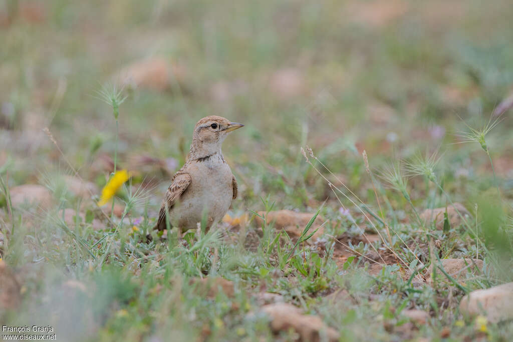 Greater Short-toed Lark, close-up portrait, pigmentation