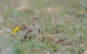 Greater Short-toed Lark