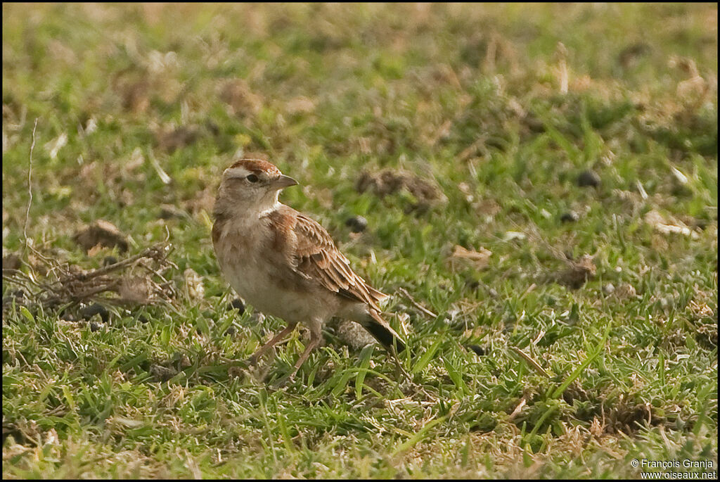 Red-capped Lark