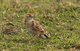 Red-capped Lark