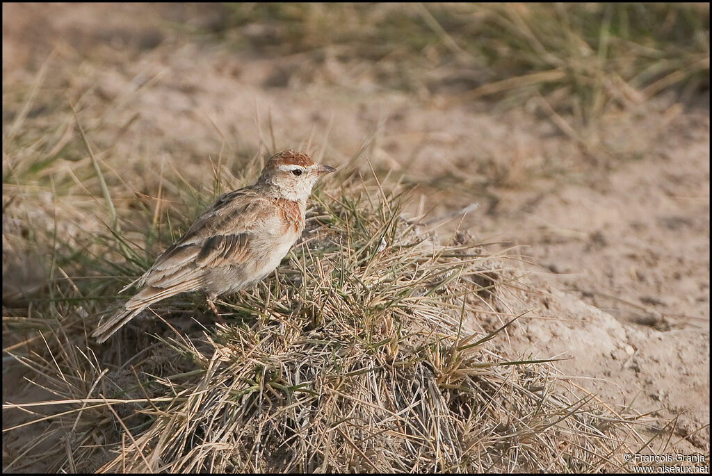 Red-capped Lark