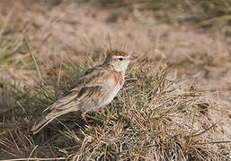 Red-capped Lark