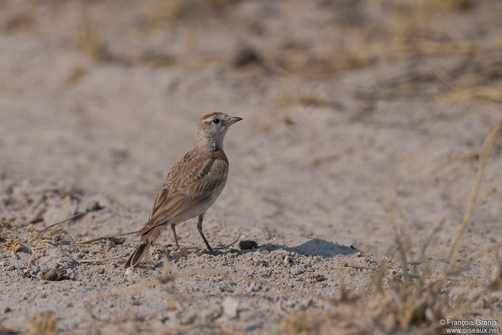 Red-capped Lark