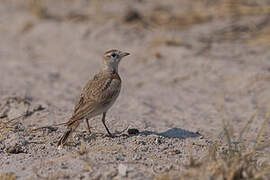 Red-capped Lark