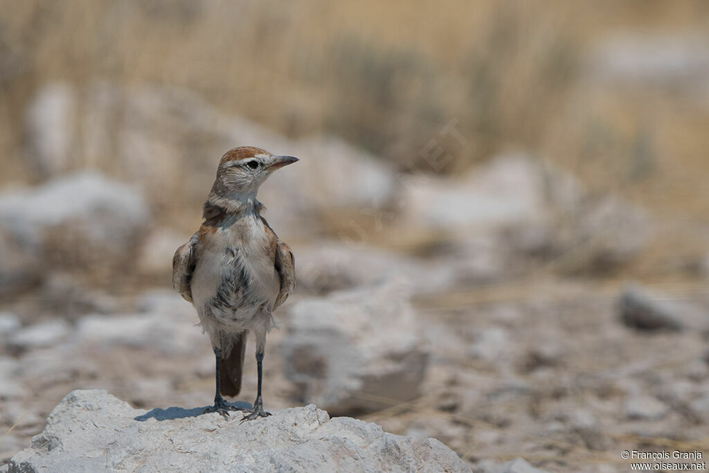 Red-capped Lark