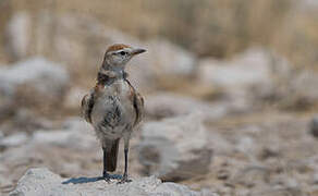 Red-capped Lark