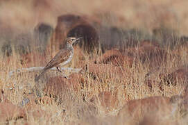 Benguela Long-billed Lark