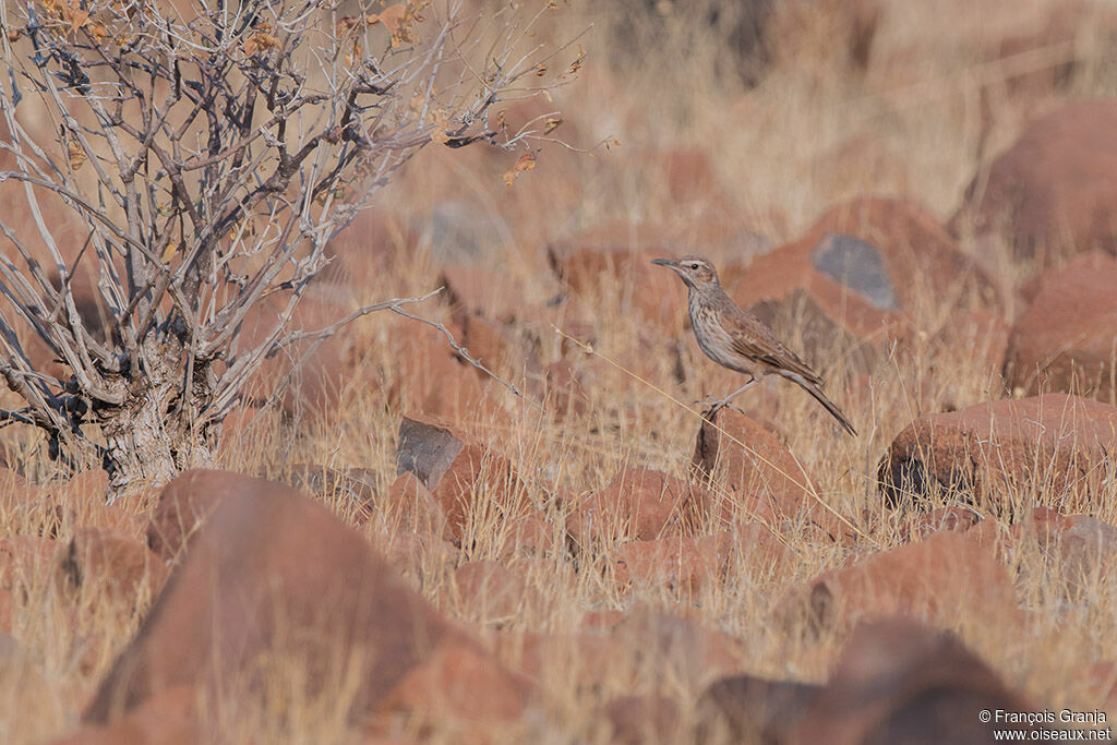 Benguela Long-billed Lark