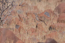 Benguela Long-billed Lark