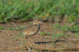 Jerdon's Bush Lark