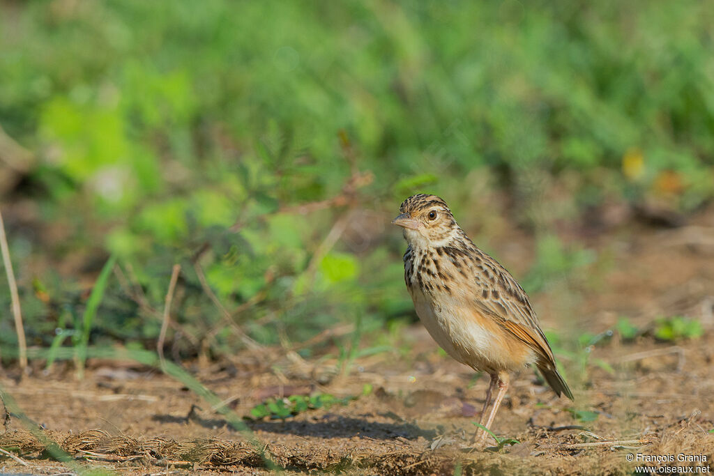 Jerdon's Bush Lark