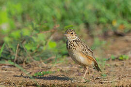 Jerdon's Bush Lark