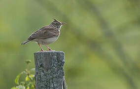 Eurasian Skylark