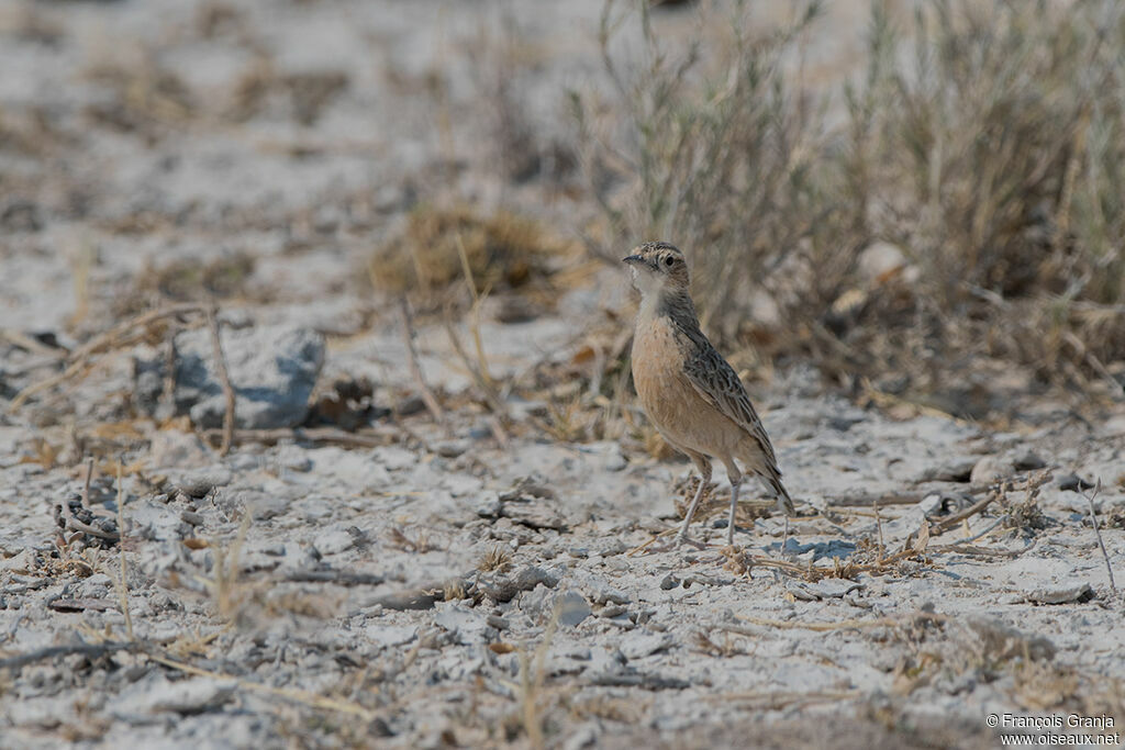 Spike-heeled Lark