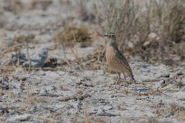 Spike-heeled Lark