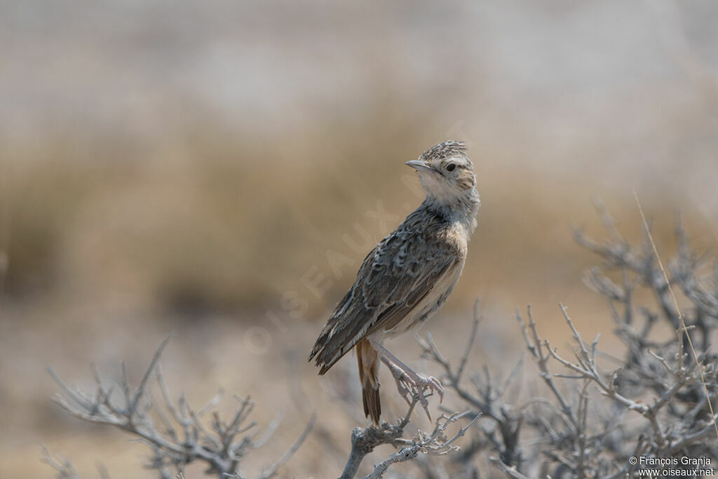 Spike-heeled Lark