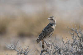 Spike-heeled Lark