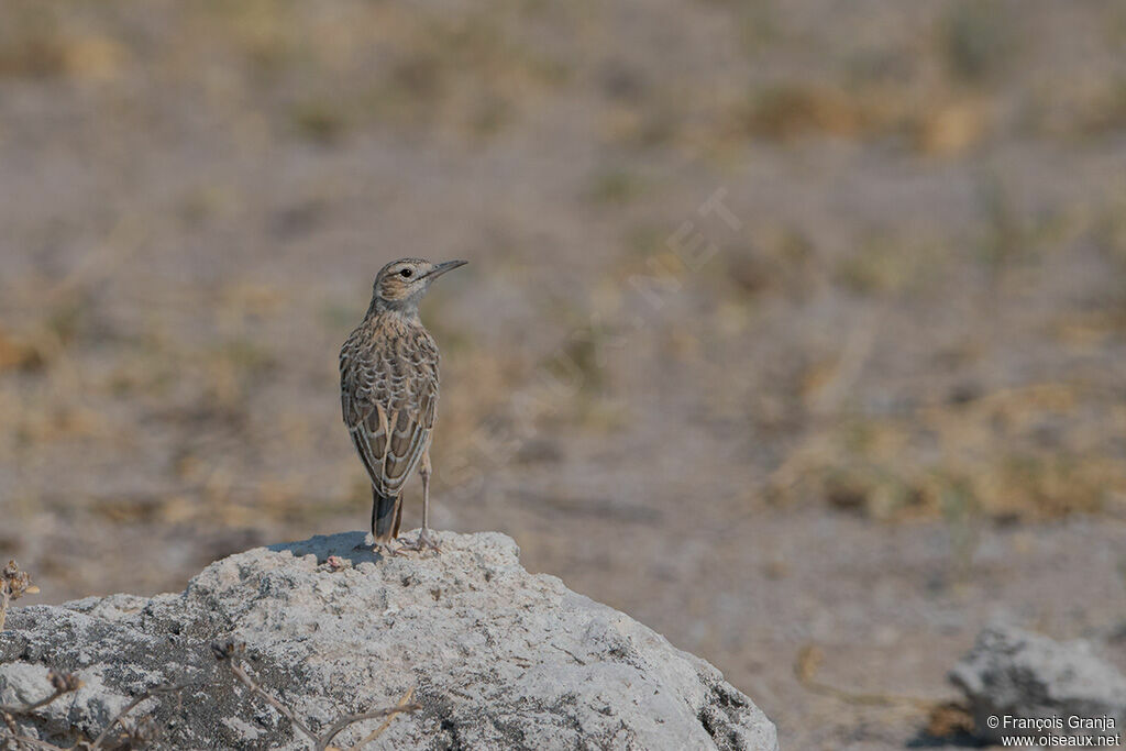 Spike-heeled Lark