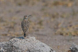 Spike-heeled Lark