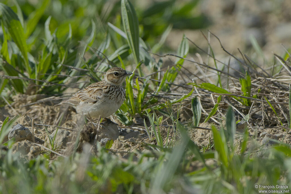 Woodlarkadult