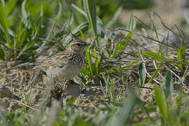 Woodlark