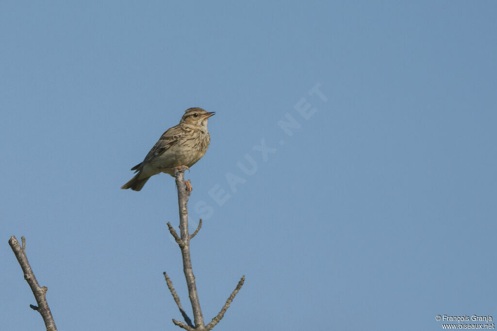 Woodlark