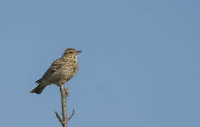 Woodlark