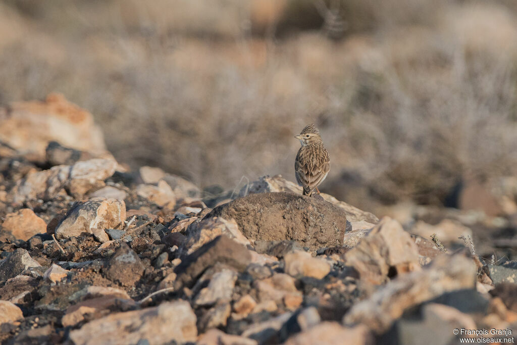 Lesser Short-toed Lark