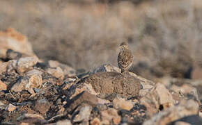 Mediterranean Short-toed Lark