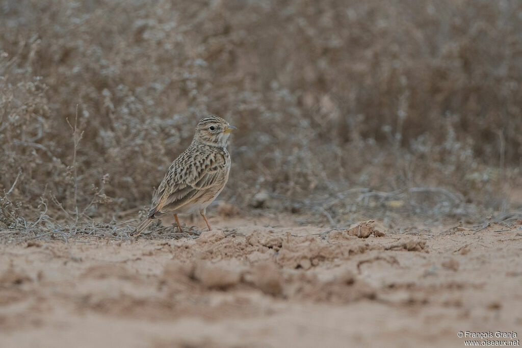 Mediterranean Short-toed Lark