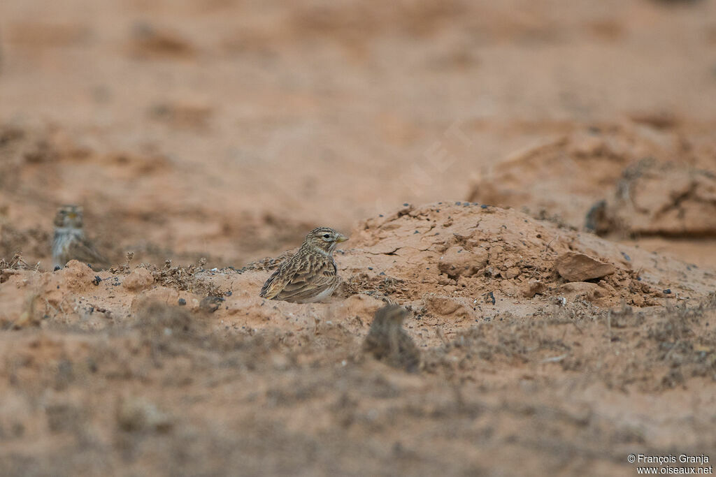 Mediterranean Short-toed Lark