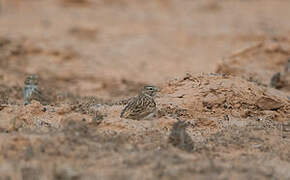 Mediterranean Short-toed Lark