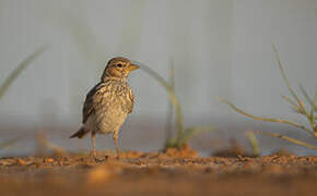 Mediterranean Short-toed Lark