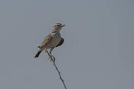 Sabota Lark