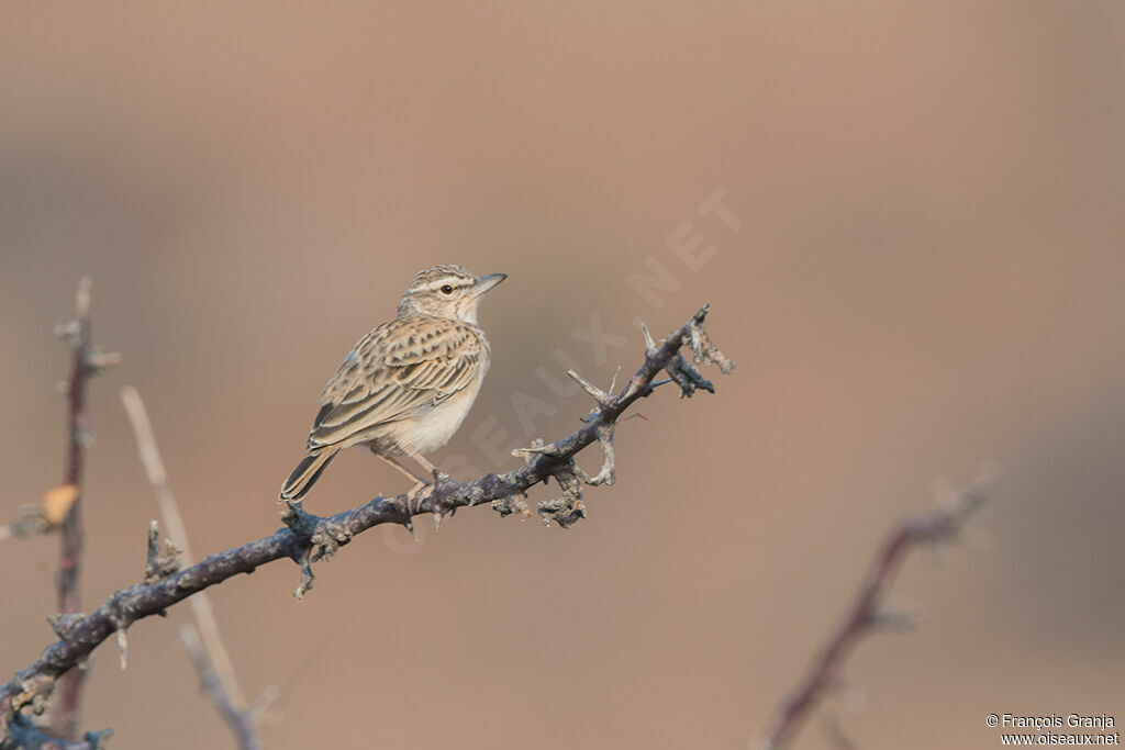 Sabota Lark