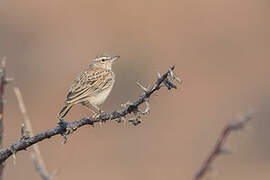 Sabota Lark