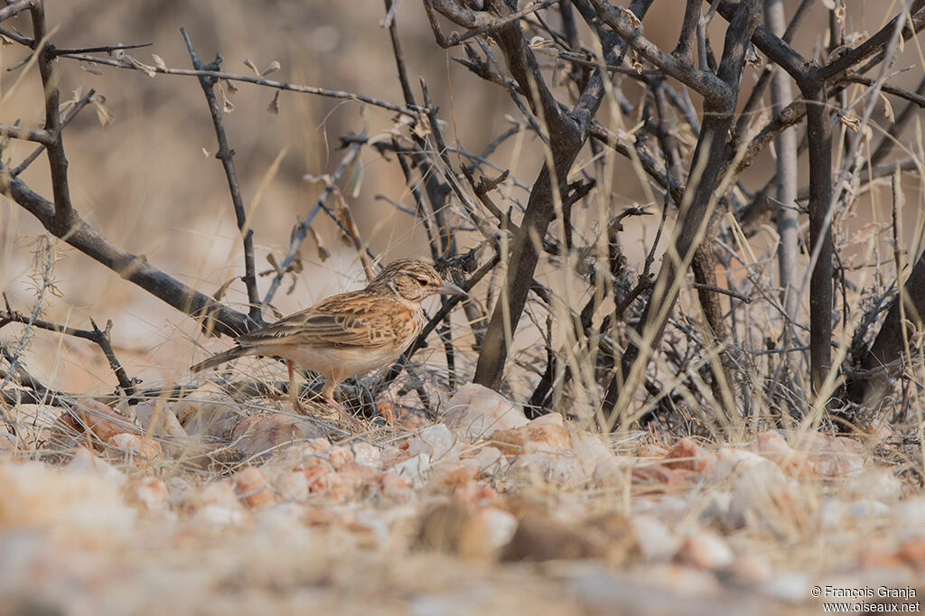 Sabota Lark