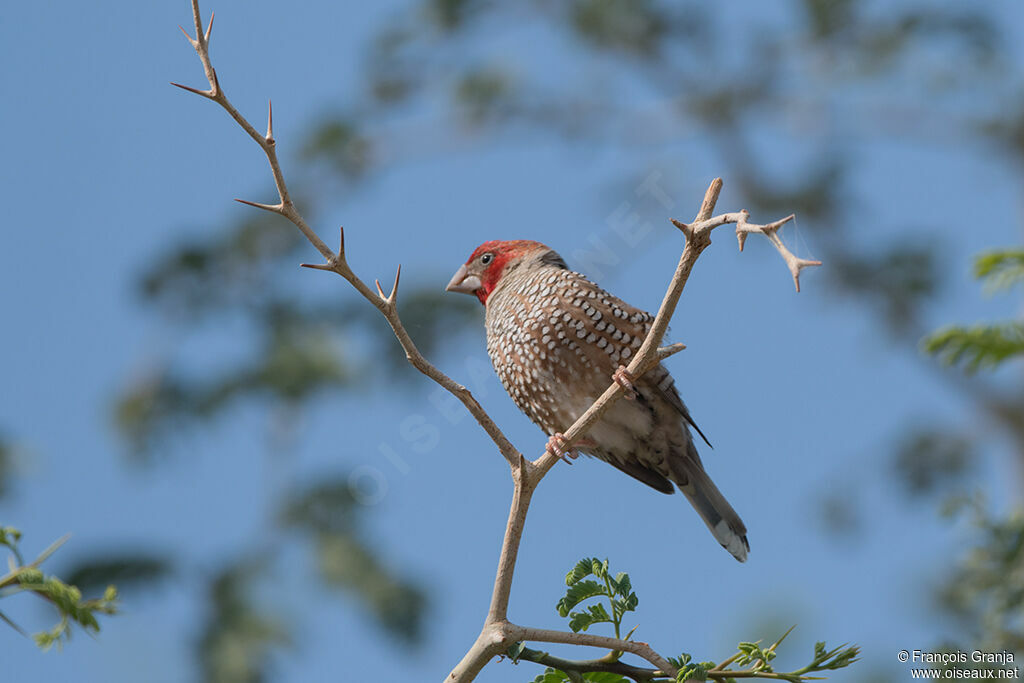 Red-headed Finch