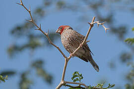 Red-headed Finch