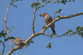 Red-headed Finch