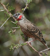 Cut-throat Finch