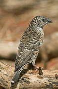 Cut-throat Finch