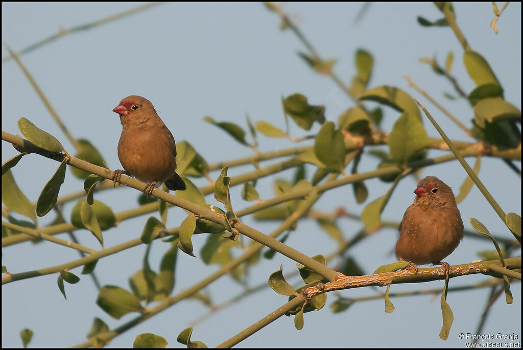 Red-billed Firefinch