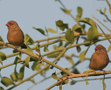 Red-billed Firefinch