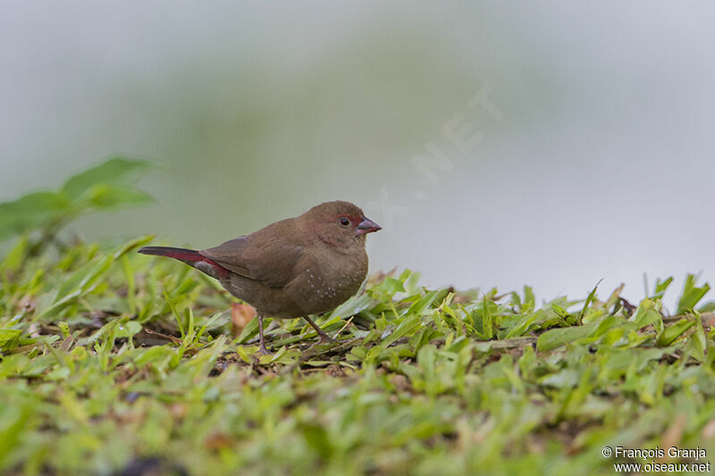 Red-billed Firefinchadult