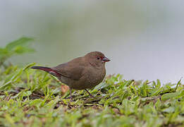 Red-billed Firefinch