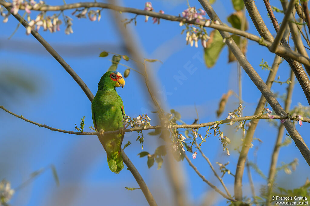 White-fronted Amazon