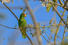 White-fronted Amazon