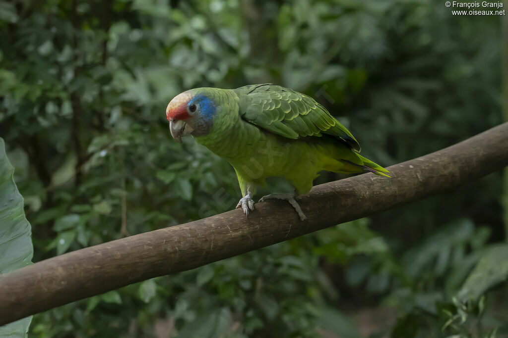 Red-tailed Amazon