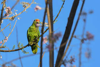 Amazone à lores rouges